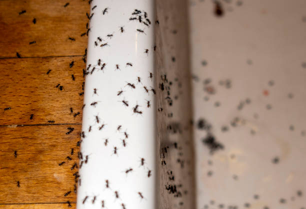 Professional Pest Control in Oberlin, OH